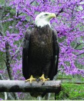 eagle2.jpg
