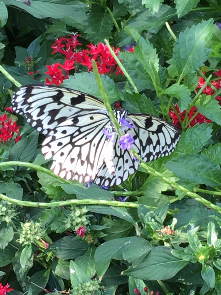 March 14 is Learn about Butterflies Day