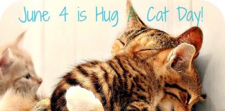 June 4 is Hug Your Cat Day