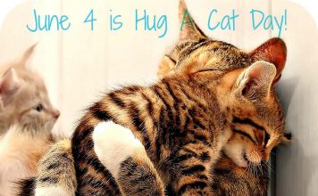 June 4 is Hug Your Cat Day