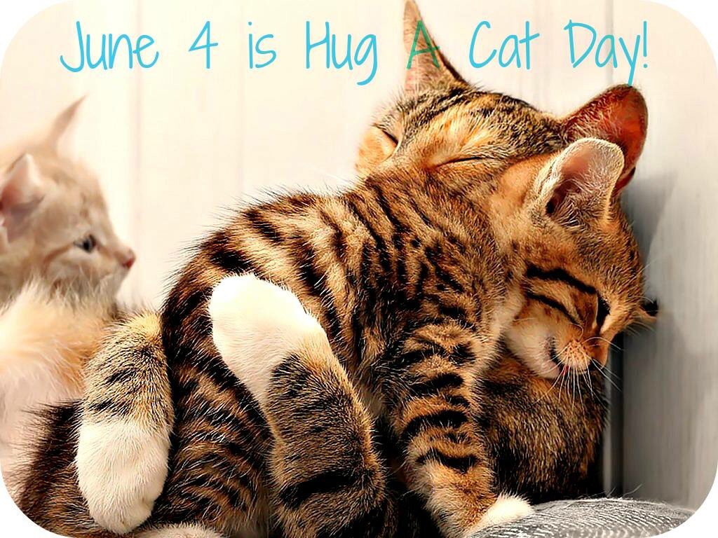 June 4 is Hug Your Cat Day