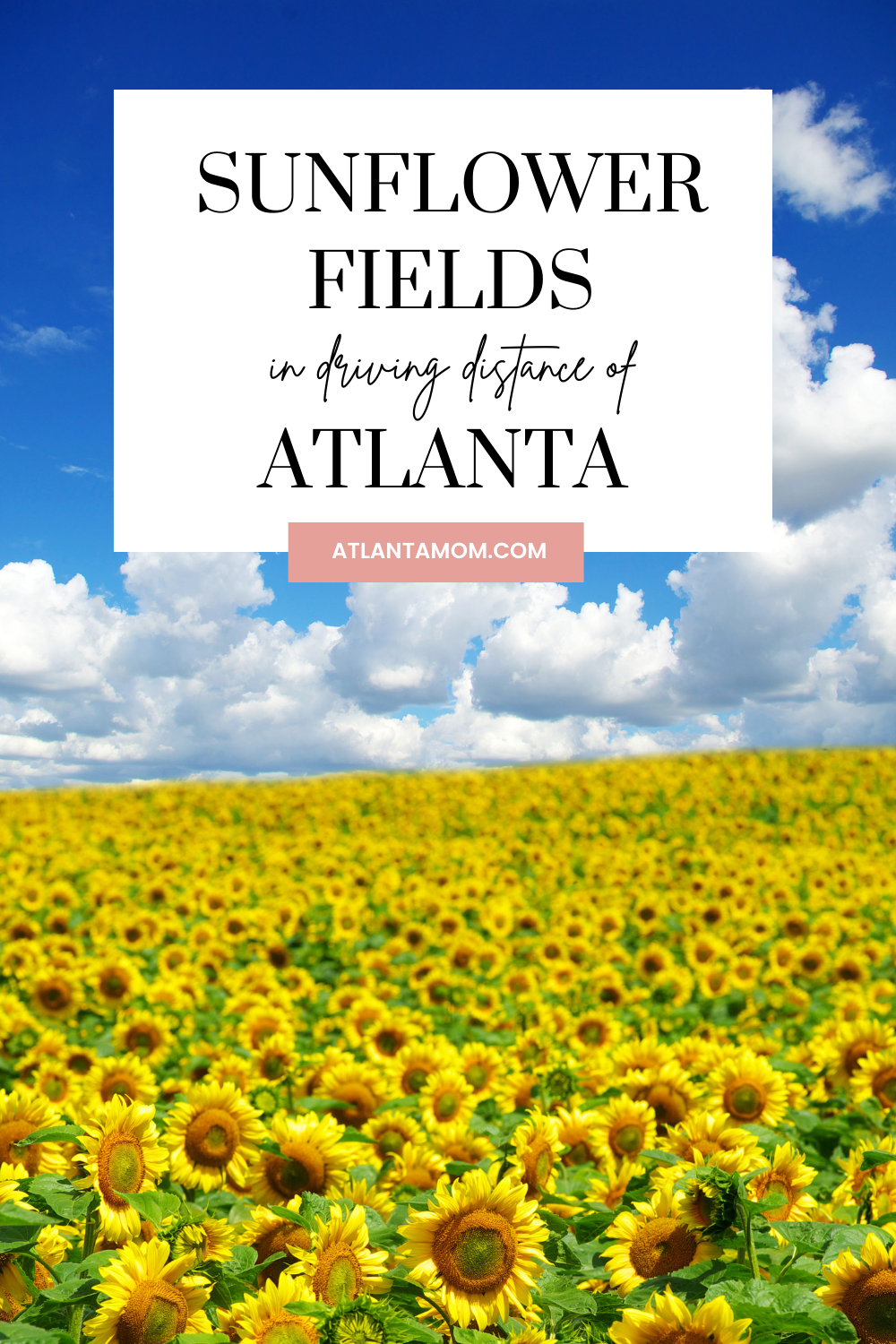sunflower fields near atlanta