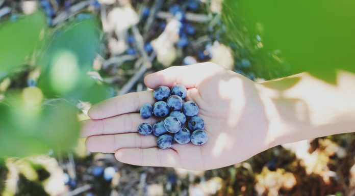 Atlanta Area Pick-Your-Own Blueberry Farms