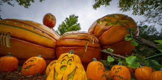Dollywood Harvest Festival