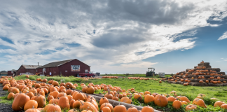 Pumpkin Patches and Corn Mazes (1)