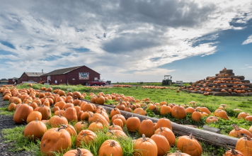 Pumpkin Patches and Corn Mazes (1)