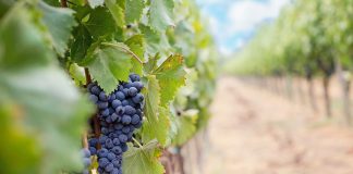 7 Georgia Wineries & Vineyards to Explore