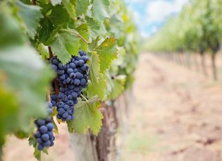 7 Georgia Wineries & Vineyards to Explore