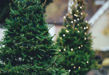 Atlanta Area Christmas Tree Farms