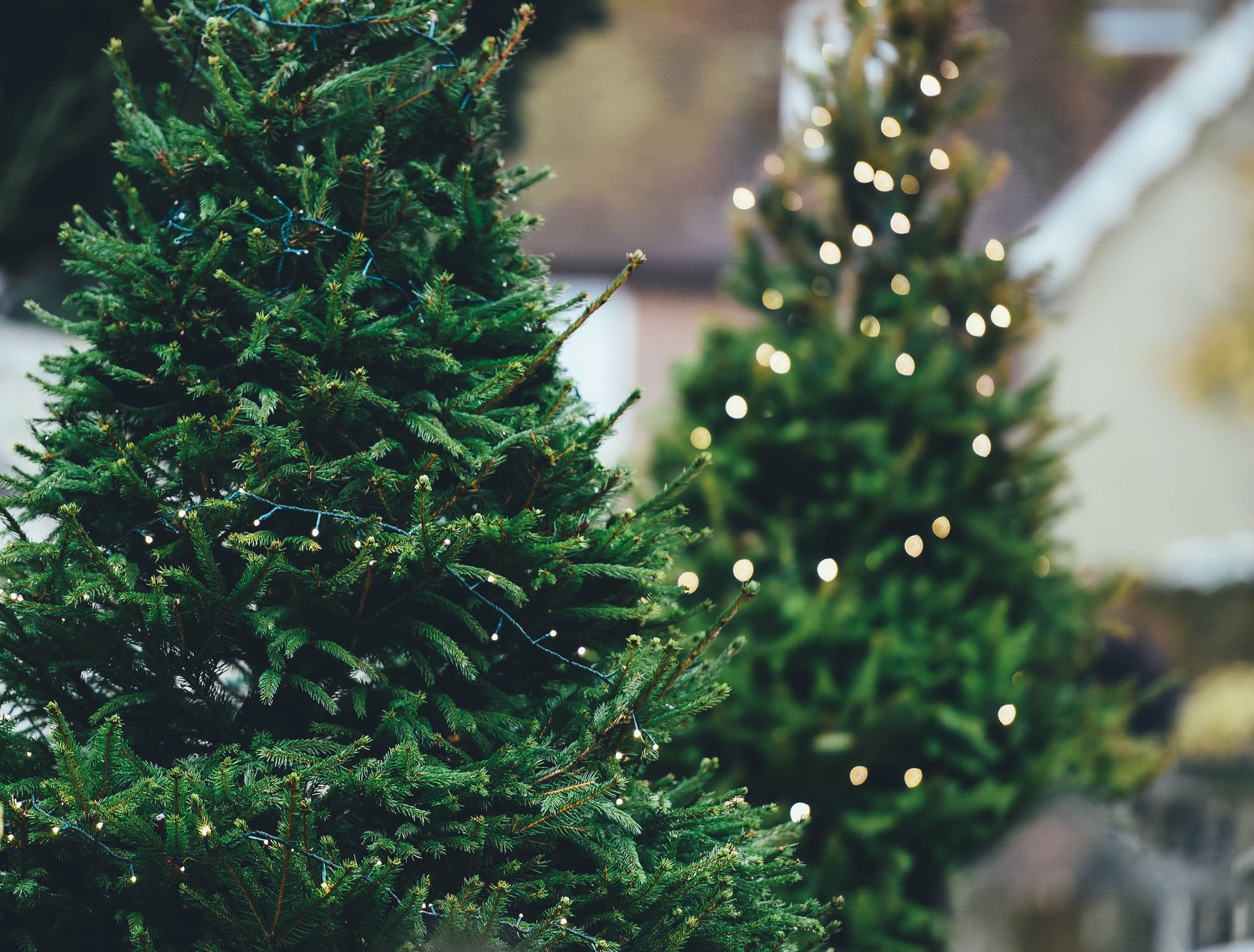 Atlanta Holiday Guide:: Christmas Tree Farms