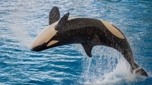 Adventures in Aging: Escaping the Killer Whale