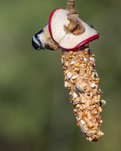 4 Spring Bird Feeders to Make with Kids
