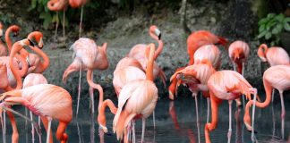 Animal Experiences In and Around Atlanta