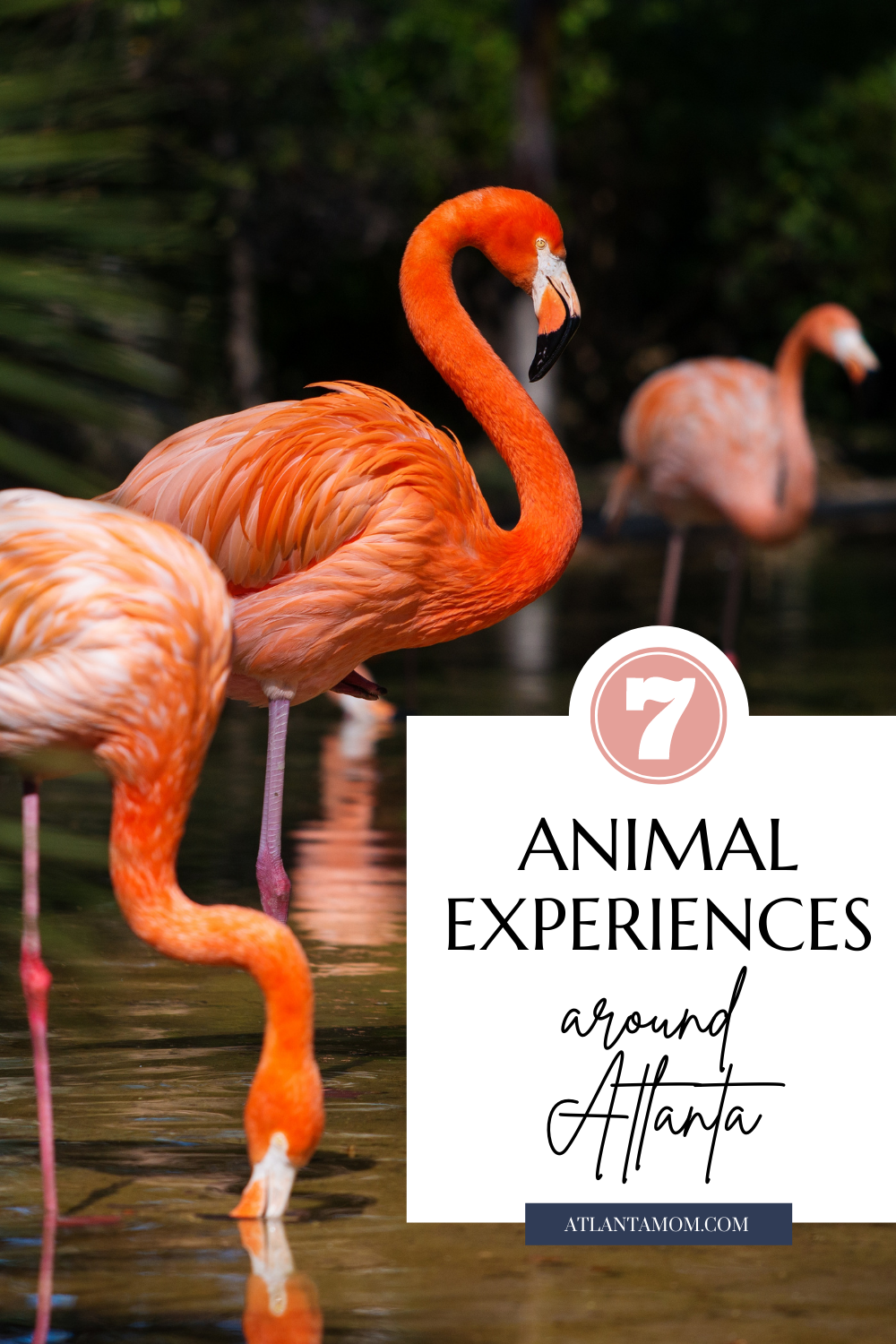 animal experiences atlanta