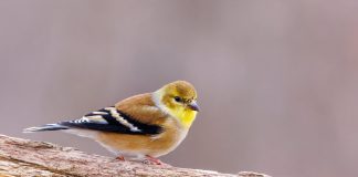 4 Spring Bird Feeders to Make with Kids