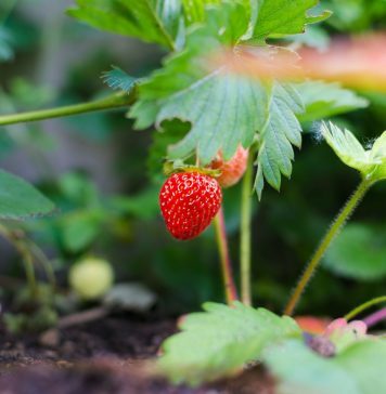 Atlanta Area Pick-Your-Own Strawberry Farms