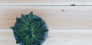 Houseplants for Everyone - Yes, Everyone