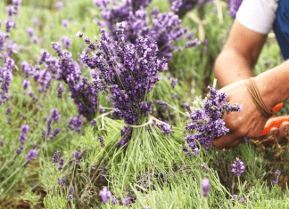 Lavender Farms in Driving Distance of Atlanta