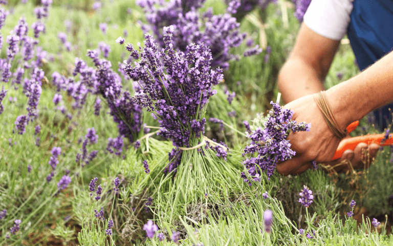 Lavender Farms in Driving Distance of Atlanta