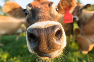 Happy Cows - Organic Valley Farms Milk