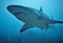 10 Ways to Celebrate Shark Week