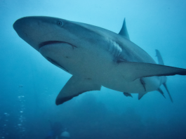10 Ways to Celebrate Shark Week