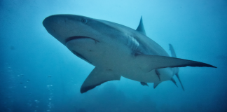10 Ways to Celebrate Shark Week
