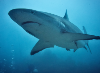10 Ways to Celebrate Shark Week