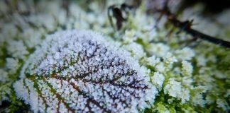 Gardening in the Winter Months