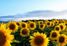 Sunflower Fields in Driving Distance of Atlanta Sunflower Fields in Driving Distance of Atlanta
