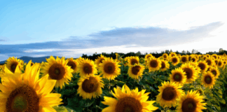 Sunflower Fields in Driving Distance of Atlanta