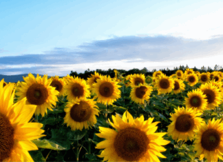 Sunflower Fields in Driving Distance of Atlanta