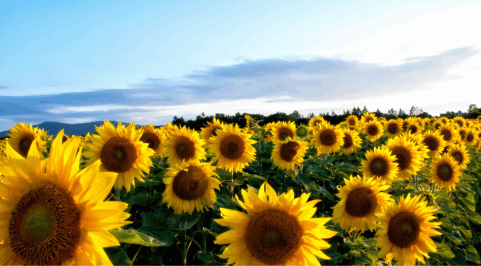 Sunflower Fields in Driving Distance of Atlanta Sunflower Fields in Driving Distance of Atlanta