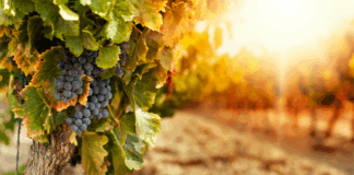 Fall Date Ideas In and Around Atlanta