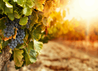 Fall Date Ideas In and Around Atlanta