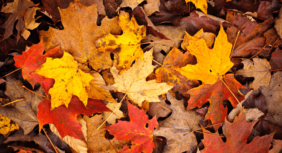 Hang on, Santa: It's Still Fall, Y'all!