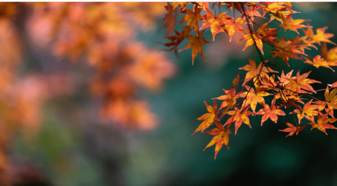 November Events In and Around Atlanta November Events In and Around Atlanta