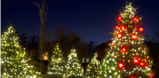 Atlanta Holiday Guide:: Christmas Tree Farms