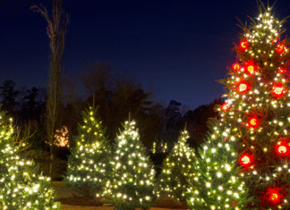 Atlanta Holiday Guide:: Christmas Tree Farms