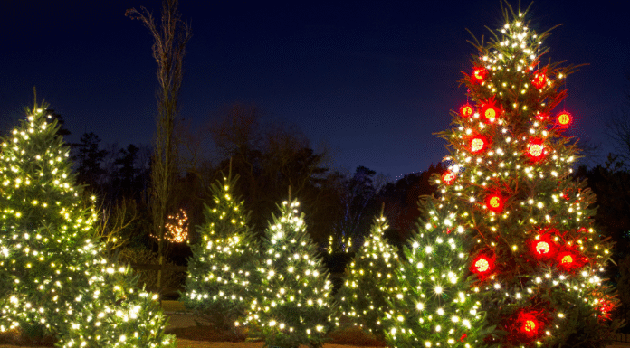 Atlanta Holiday Guide:: Christmas Tree Farms