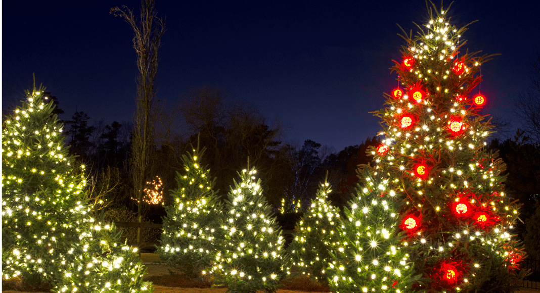 Atlanta Holiday Guide:: Christmas Tree Farms