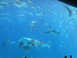Georgia Aquarium 2025 Aqua Pass: Year-Round Adventures
