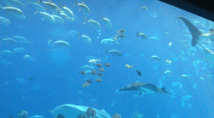 Georgia Aquarium 2026 Aqua Pass: Year-Round Adventures Georgia Aquarium 2025 Aqua Pass: Year-Round Adventures