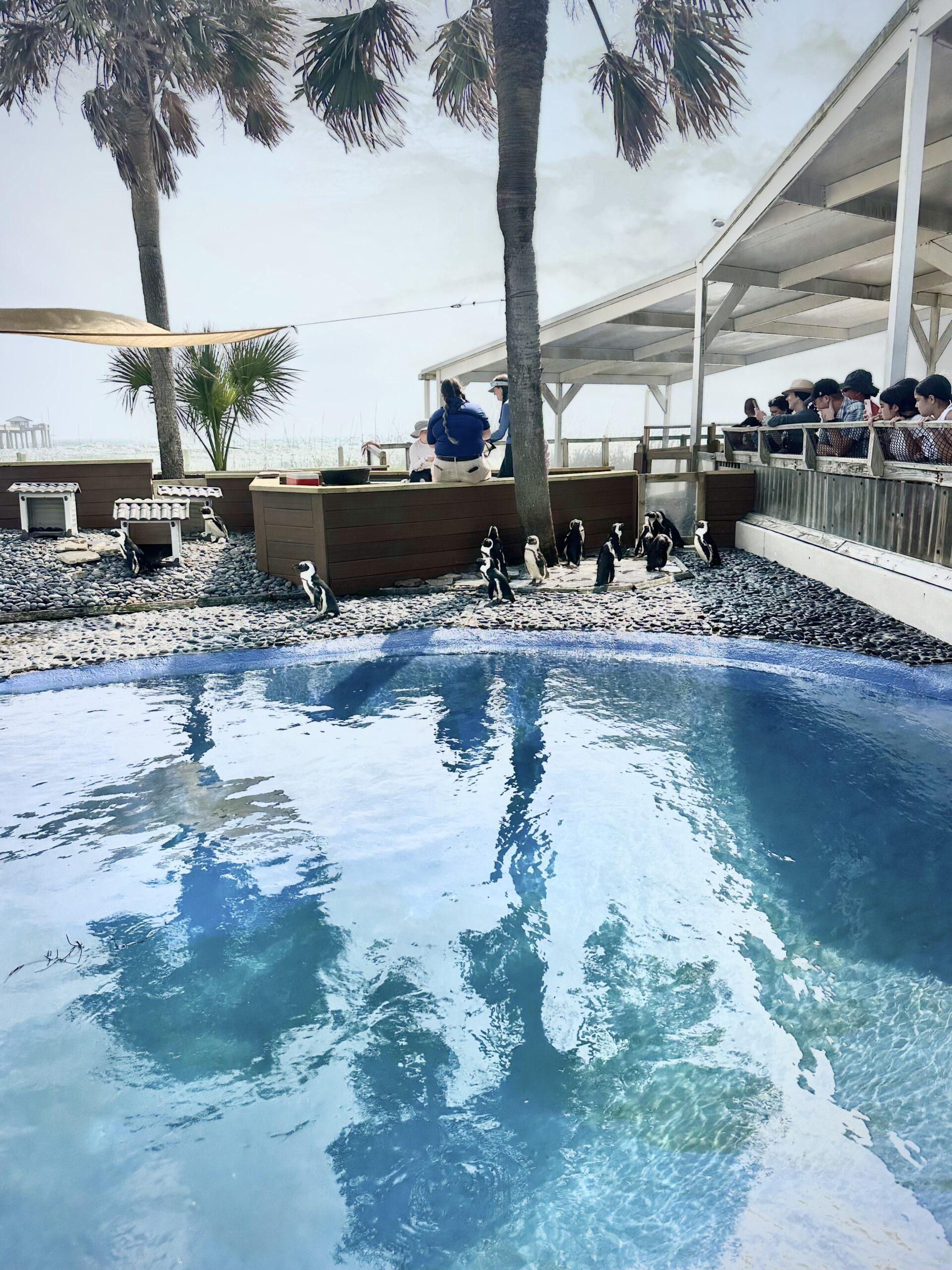 Penguins at Gulfarium