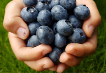 Atlanta Area Pick-Your-Own Blueberry Farms