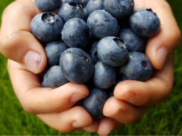 Atlanta Area Pick-Your-Own Blueberry Farms
