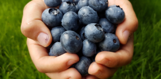Atlanta Area Pick-Your-Own Blueberry Farms