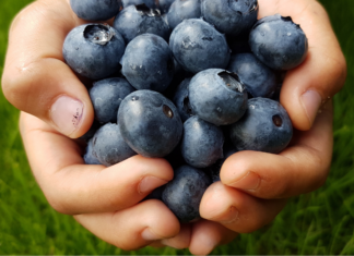 Atlanta Area Pick-Your-Own Blueberry Farms