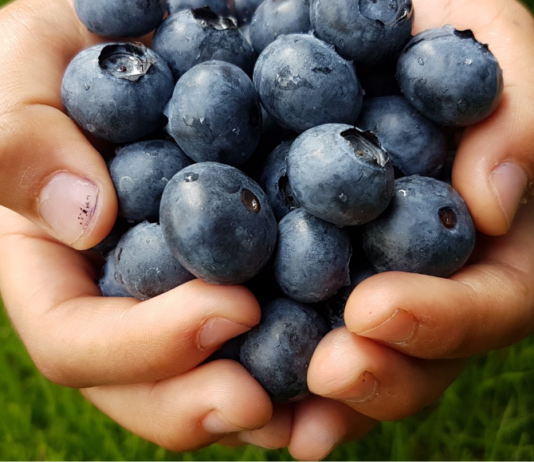 Atlanta Area Pick-Your-Own Blueberry Farms