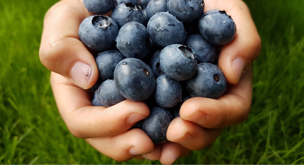 Atlanta Area Pick-Your-Own Blueberry Farms